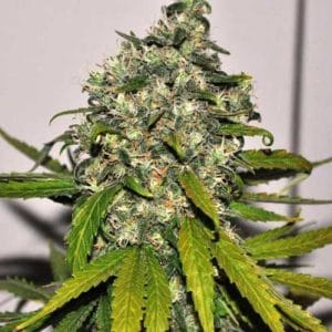 AK 48 Automatic from Nirvana Seeds