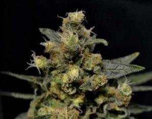 AK