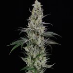 AK from Spliff Seeds