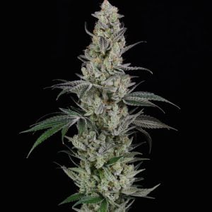 AK from Spliff Seeds