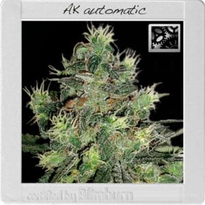 Auto-Flowering – Indoor – Mostly Indica – AK Automatic strain – image 1 – from BlimBurn Seeds via Seed City