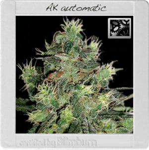 AK Automatic