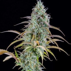 Mostly Indica – Outdoor cultivation – Auto-Flowering – AK Automatic strain – image 1 – from Spliff Seeds via Seed City