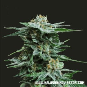 AK Kush