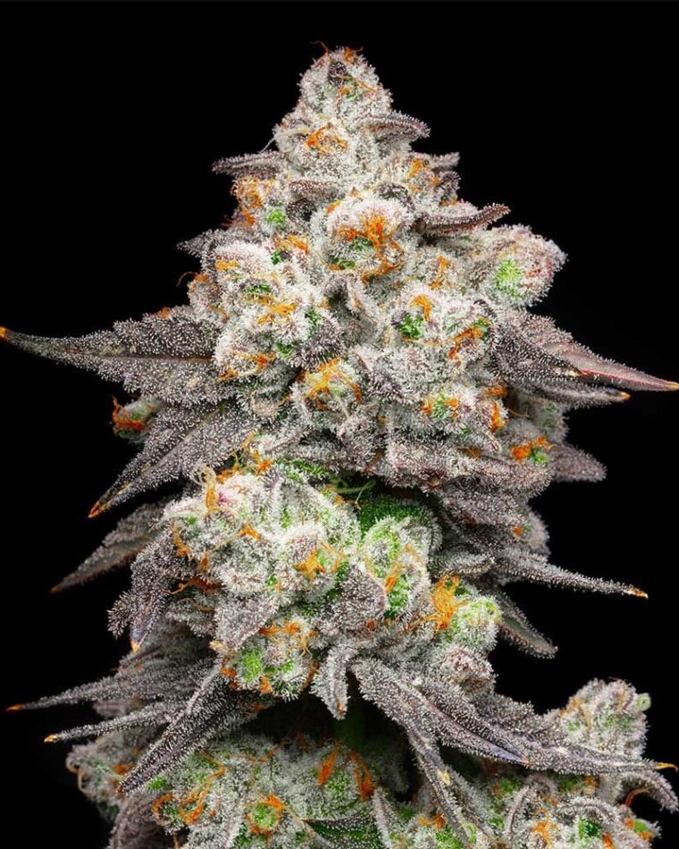 Acai Grapes cannabis seeds – Indoor-friendly – Guaranteed female plants – 12/12 Photoperiod – image 1 from Seed City