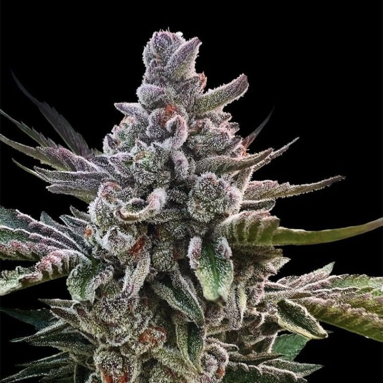 Image 1 of Acai Jelly by Sherbinskis cannabis by Silent Seeds – Sweet – Indoor – Happy – Seed City