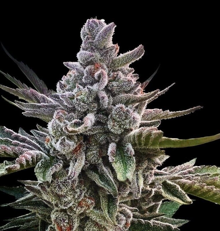 Image 1 of Acai Jelly by Sherbinskis cannabis by Silent Seeds – Sweet – Indoor – Happy – Seed City