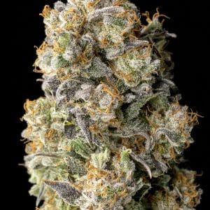 Acai Mintz by Advanced Seeds – Female seeds – Super Strength – Indica Dominant – image 1 – Seed City