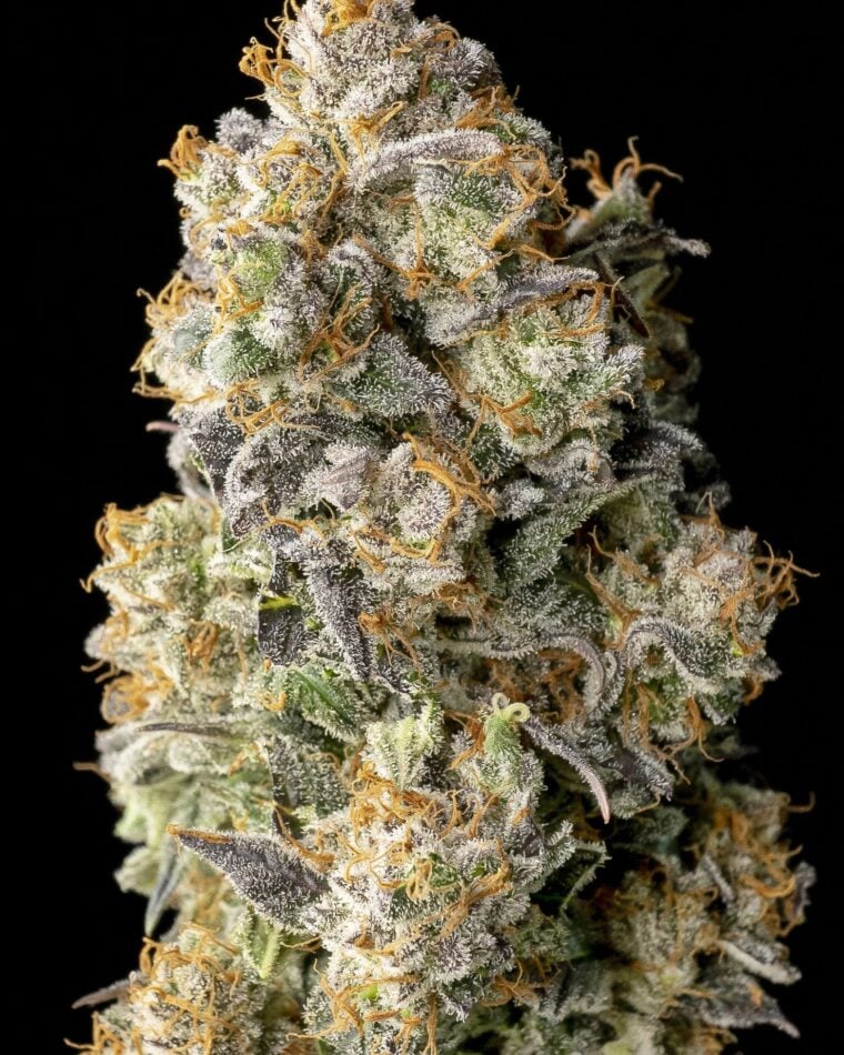 Acai Mintz by Advanced Seeds – Female seeds – Super Strength – Indica Dominant – image 1 – Seed City