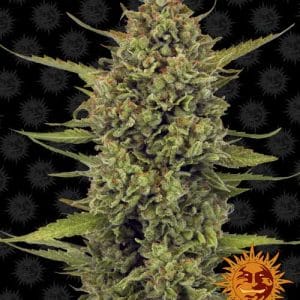 Acapulco Gold by Barneys Farm Seeds – 12/12 Photoperiod – Female seeds – Indoor-friendly – image 1 – Seed City