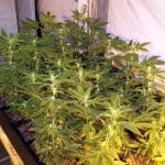 showing Indica – 12/12 Photoperiod – Regular – image 1 – Seed City