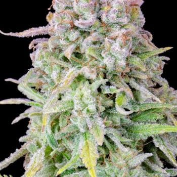 Original Auto Afghan Kush from FastBuds