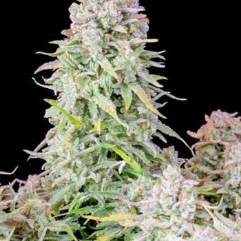 showing Narcotic – Guaranteed female plants – Spicy – image 4 – Seed City