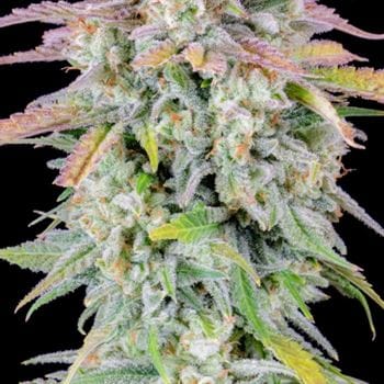 Original Auto Afghan Kush from FastBuds