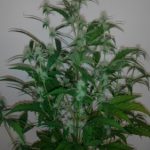 Afghan Kush Ryder by World of Seeds – Narcotic – Resistant to Mould – Short (up to 80cm) – image 2 – Seed City
