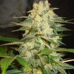 Afghan Kush Ryder from World of Seeds