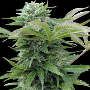 Afghan