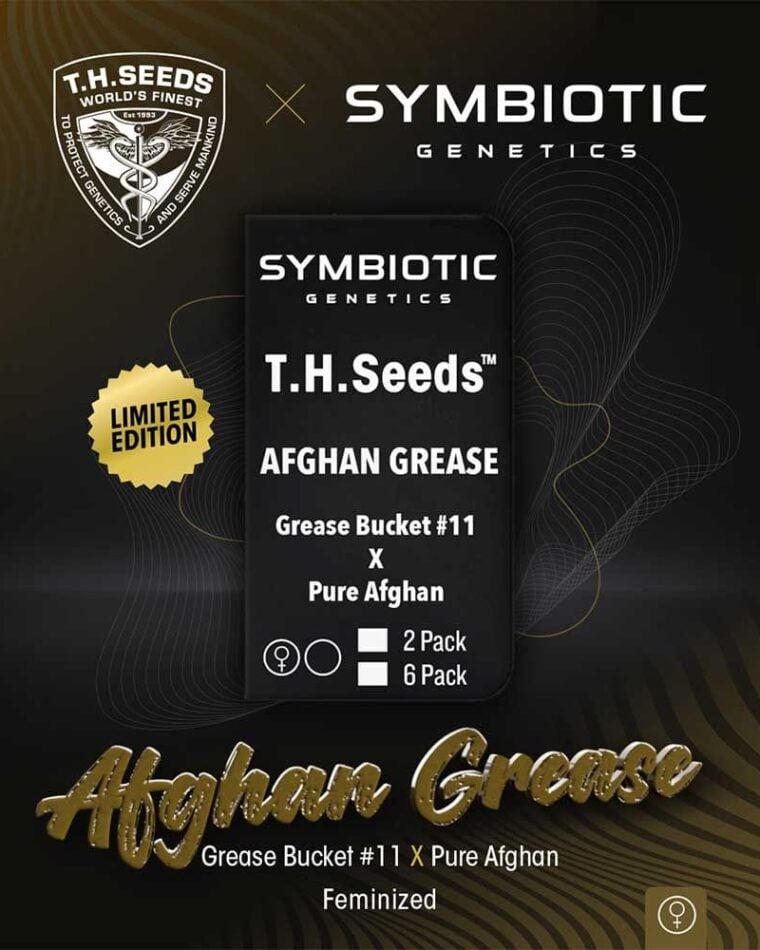 Image 1 of Afghan Grease cannabis by TH Seeds – Gassy – Uplifting – Indoor – Seed City
