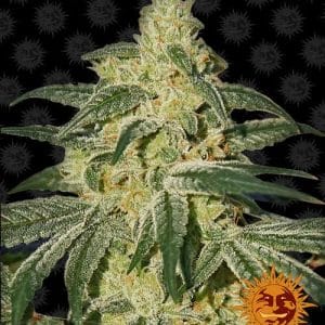 Indica – Indoor – Regular – Afghan Hash Plant strain – image 1 – from Barneys Farm Seeds via Seed City