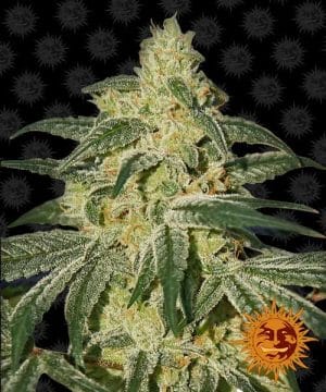 Afghan Hash Plant