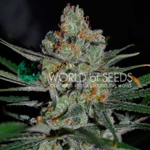Afghan Kush Early cannabis seeds – Indica – Beginning of October – Super Strength – image 1 from Seed City
