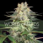Image 1 of Afghan Kush Ryder cannabis by World of Seeds – Feminized – Super Strength – Mostly Indica – Seed City