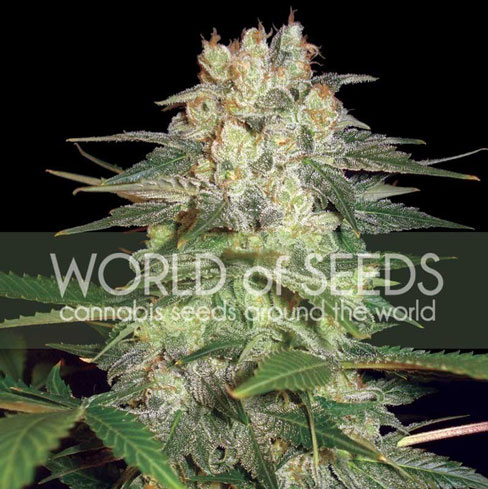 Image 1 of Afghan Kush Ryder cannabis by World of Seeds – Feminized – Super Strength – Mostly Indica – Seed City