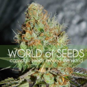 Afghan Kush Special by World of Seeds – Narcotic – Super Strength – Indica – image 1 – Seed City