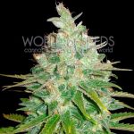 Afghan Kush x Black Domina from World of Seeds