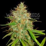 Afghan Kush x Skunk by World of Seeds – Woodsy – Euphoric – 12/12 Photoperiod – image 1 – Seed City