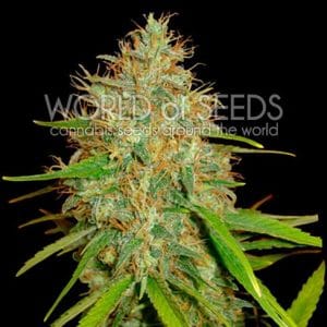 Afghan Kush x Skunk by World of Seeds – Woodsy – Euphoric – 12/12 Photoperiod – image 1 – Seed City
