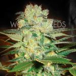 Afghan Kush x White Widow by World of Seeds – Narcotic – Outdoor cultivation – Woodsy – image 1 – Seed City
