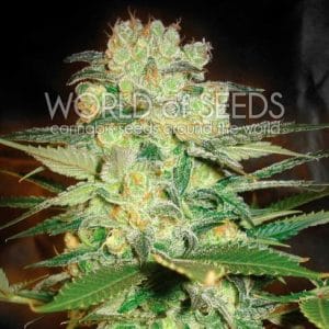 Afghan Kush x White Widow by World of Seeds – Narcotic – Outdoor cultivation – Woodsy – image 1 – Seed City