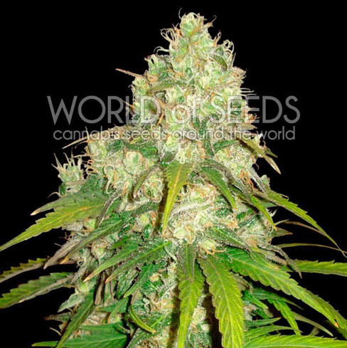 Image 1 of Afghan Kush x Yumboldt cannabis by World of Seeds – Indica – Incense – Suited for indoor growing – Seed City