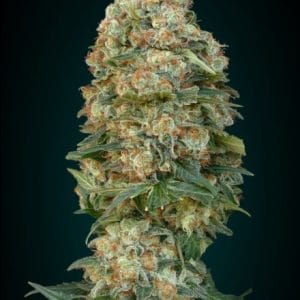 12/12 Photoperiod – 50% Indica/50% Sativa – Indoor – Afghan Skunk strain – image 1 – from Advanced Seeds via Seed City