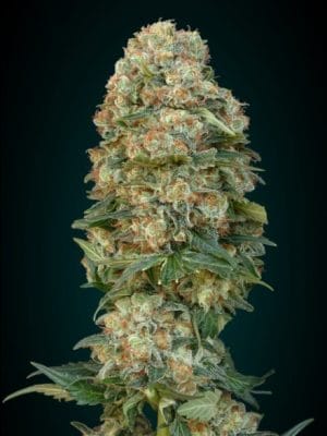 Afghan Skunk