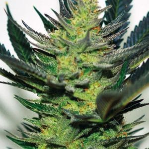 Afghan Skunk cannabis seeds – Sweet – The End of September – 12/12 Photoperiod – image 1 from Seed City