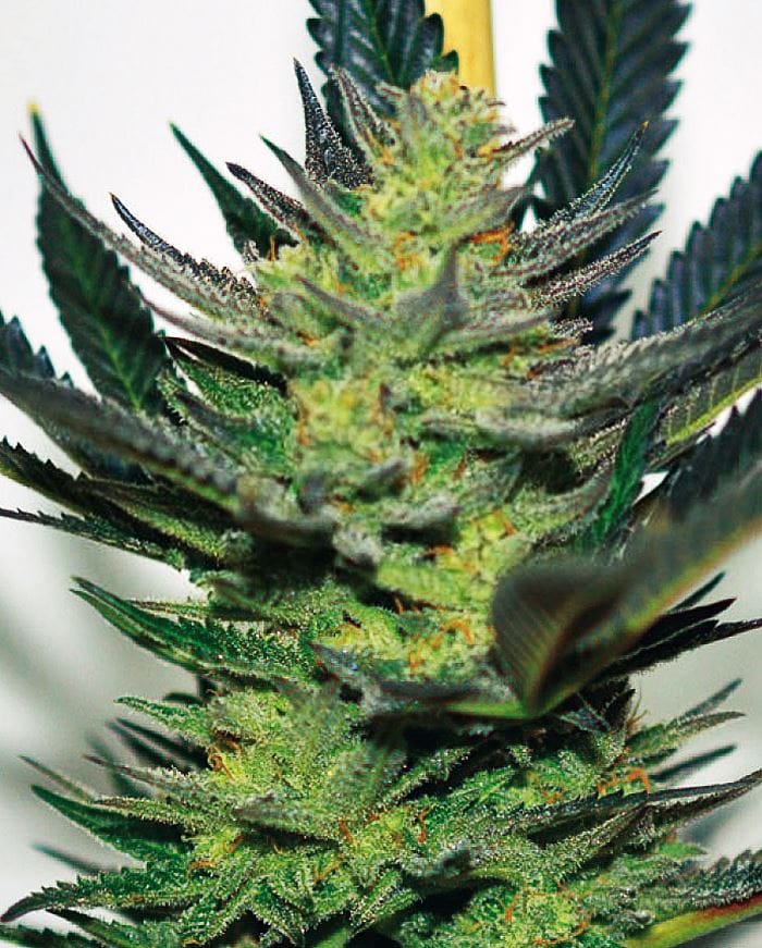 Afghan Skunk cannabis seeds – Sweet – The End of September – 12/12 Photoperiod – image 1 from Seed City