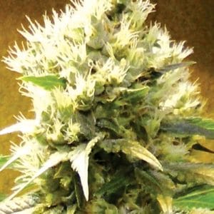 Image 1 of Afghani cannabis by Medicann Seeds – Good for outdoor grow – The End of September – Headaches – Seed City
