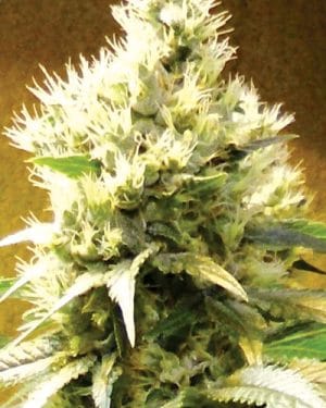 Afghani