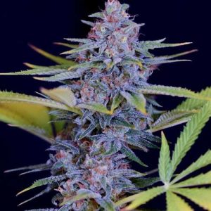 Afghani Gold