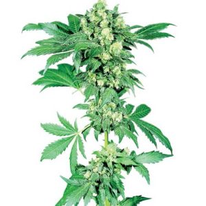 Afghani #1 from Sensi Seeds