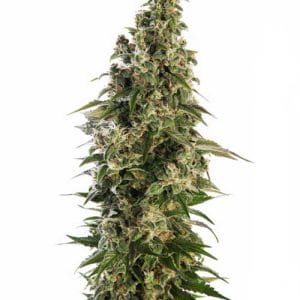 Afghani #1 Automatic by Sensi Seeds – Auto-Flowering – Feminized – Indica Dominant – image 1 – Seed City