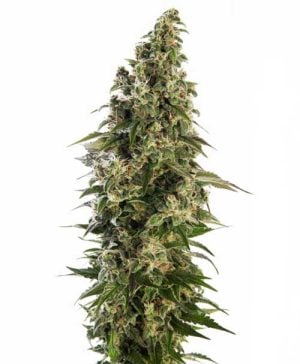 Afghani #1 Automatic