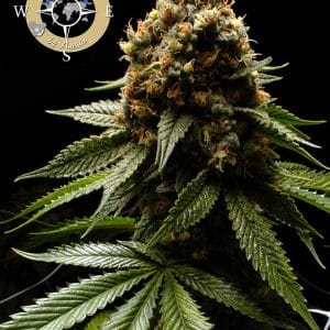 Outdoor – The End of September – Appetite Stimulant – Afghanica strain – image 1 – from Anesia Seeds via Seed City