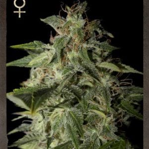 Afgooey by Strain Hunters – Female seeds – Sativa Dominant – Cerebral – image 1 – Seed City