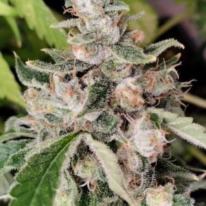 African Gas cannabis seeds – Citrus – Excellent harvest potential – Resistant to Pests – image 1 from Seed City