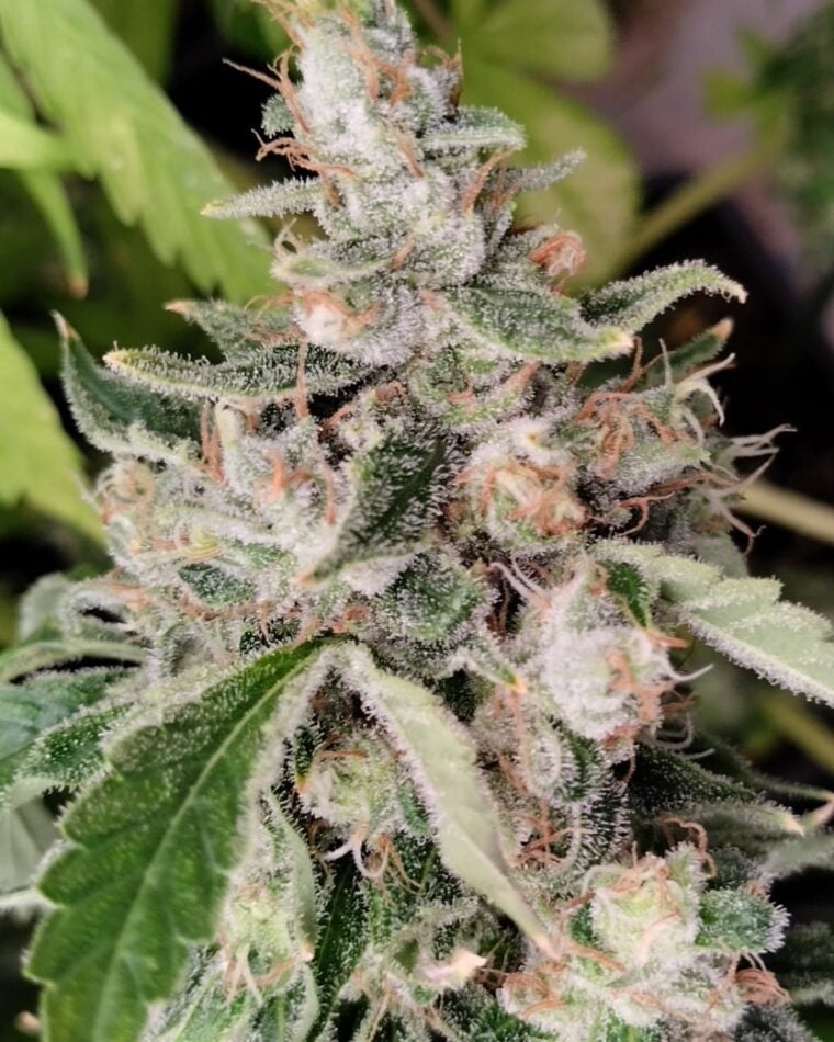 African Gas cannabis seeds – Citrus – Excellent harvest potential – Resistant to Pests – image 1 from Seed City