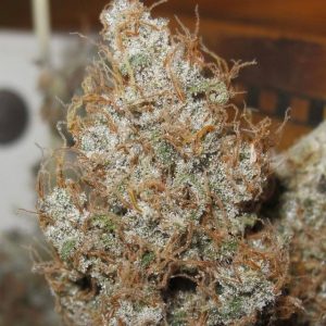 Afro Jam Haze