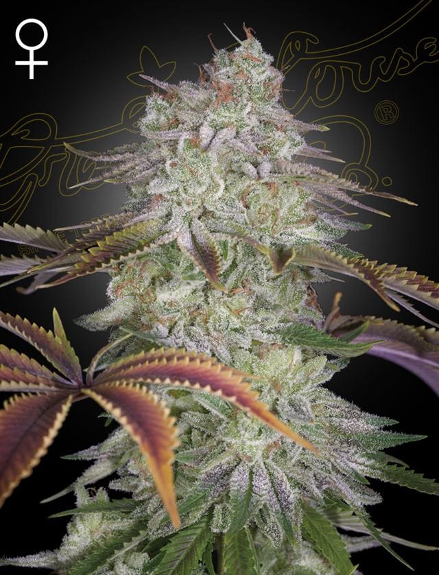 50% Indica/50% Sativa – 12/12 Photoperiod – Sweet – AlienZ strain – image 1 – from Green House Seeds via Seed City